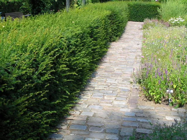 Schnitthecke Eibe (Taxus baccata)