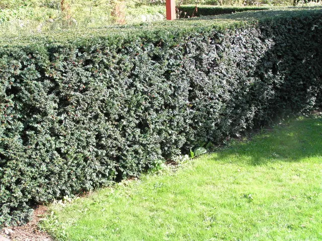 Schnitthecke Eibe (Taxus baccata)