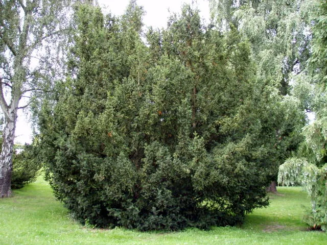 Schnitthecke Eibe (Taxus baccata)