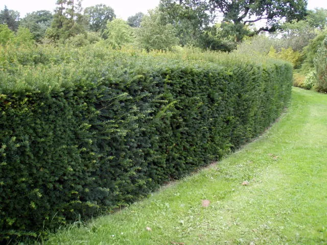 Schnitthecke Eibe (Taxus baccata)