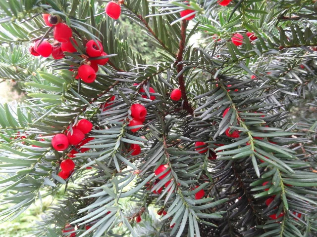 Schnitthecke Eibe (Taxus baccata)