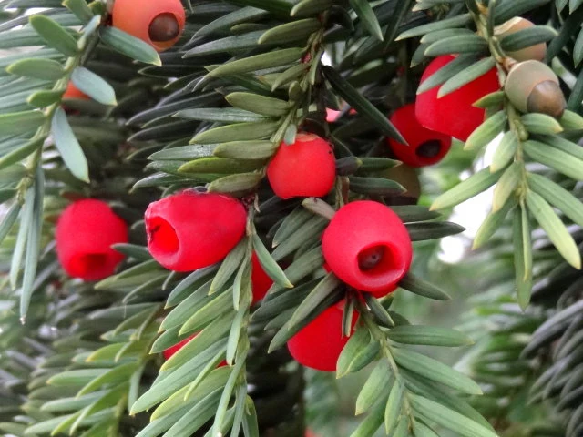 Schnitthecke Eibe (Taxus baccata)