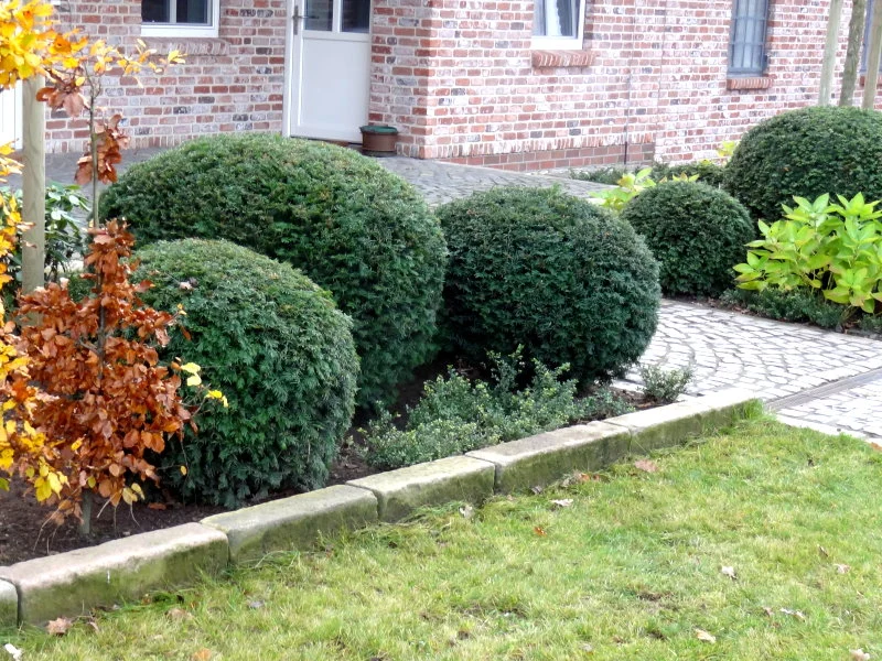 Schnitthecke Eibe (Taxus baccata)