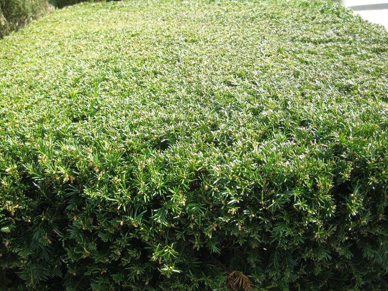 Schnitthecke Eibe (Taxus baccata)