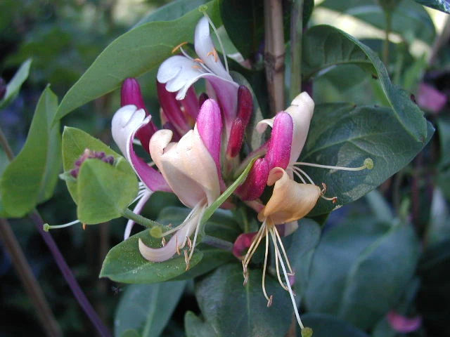 Feuer-Geißblatt (Lonicera x heckrottii)