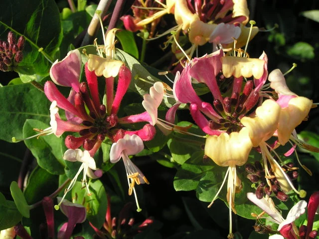 Feuer-Geißblatt (Lonicera x heckrottii)
