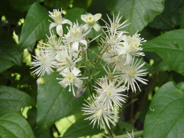 Waldrebe (Clematis vitalba)