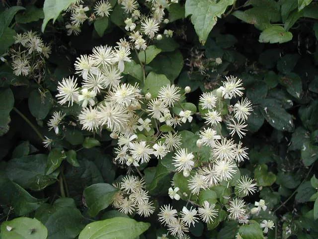 Waldrebe (Clematis vitalba)