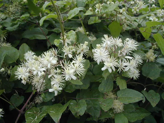 Waldrebe (Clematis vitalba)