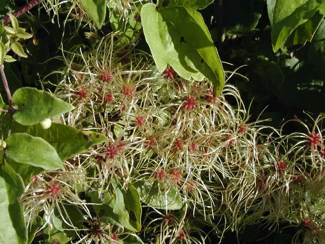 Waldrebe (Clematis vitalba)
