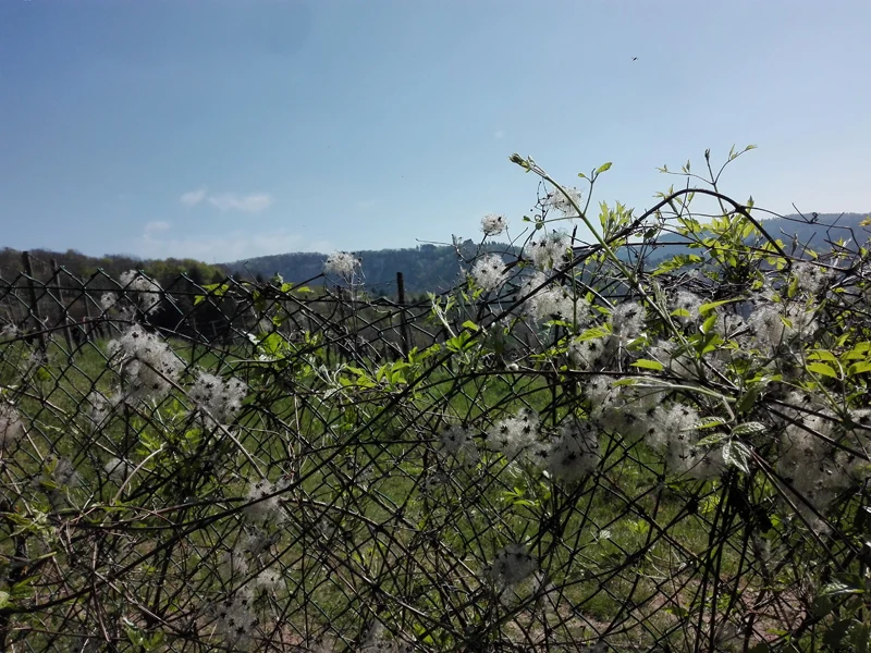 Waldrebe (Clematis vitalba)