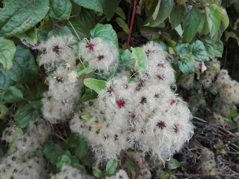 Waldrebe (Clematis vitalba)