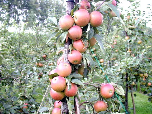 Apfel "Cox Orange Renette"