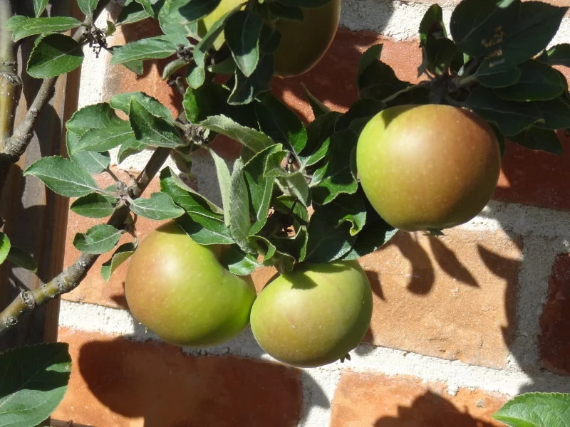 Apfel "Goldparmäne"