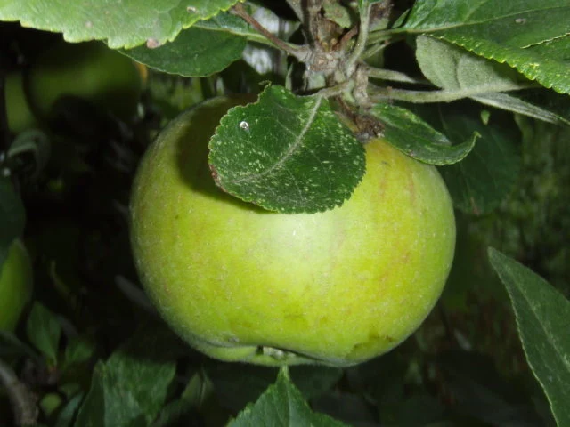 Apfel "Goldparmäne"