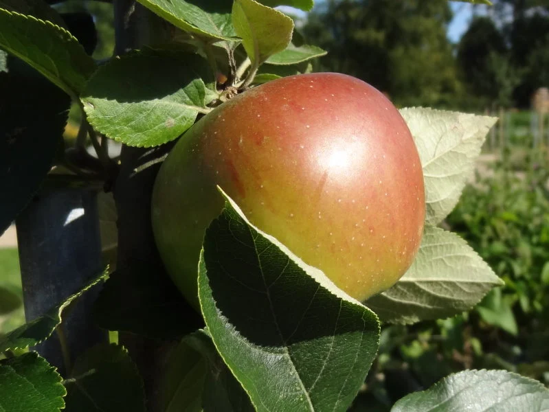 Apfel "Goldparmäne"