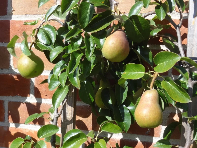 Birne "Conference" (Pyrus communis "Conference")