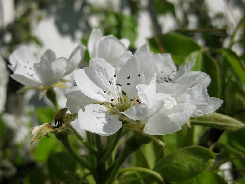 Birne "Conference" (Pyrus communis "Conference")