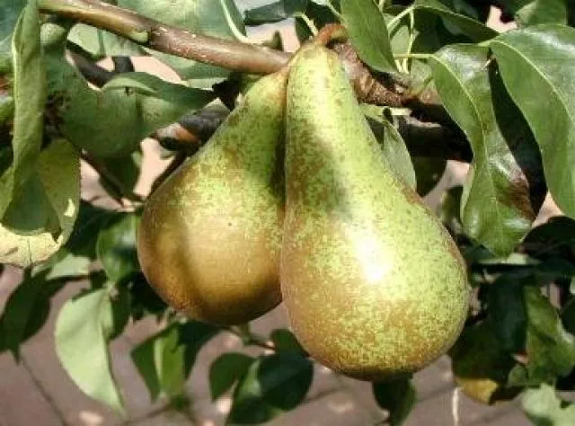 Birne "Conference" (Pyrus communis "Conference")