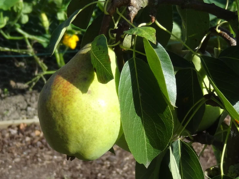 Birne "Clapps Liebling" (Pyrus communis "Clapps Liebling")