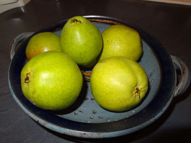 Birne "Clapps Liebling" (Pyrus communis "Clapps Liebling")