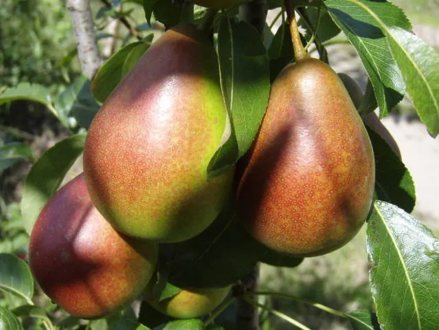 Birne "Gute Luise" (Pyrus communis "Gute Luise")