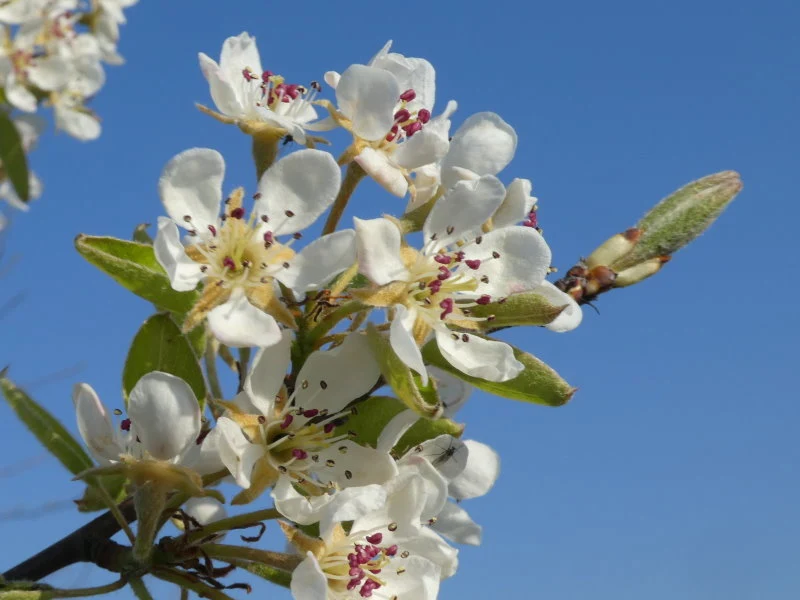Birne "Gute Luise" (Pyrus communis "Gute Luise")