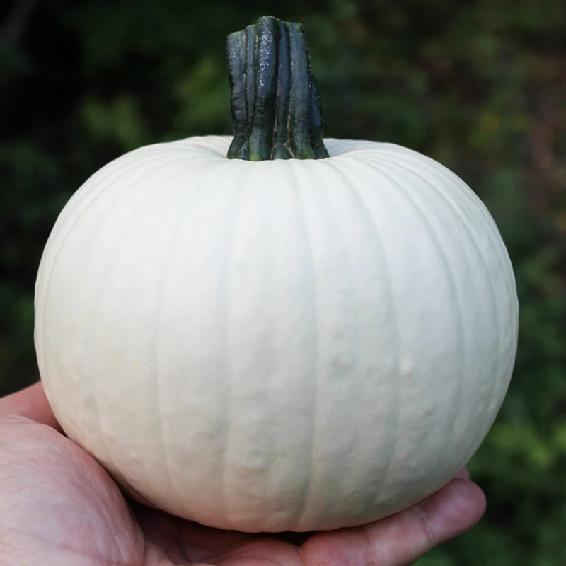 Halloween-Kürbis - Icicle F1