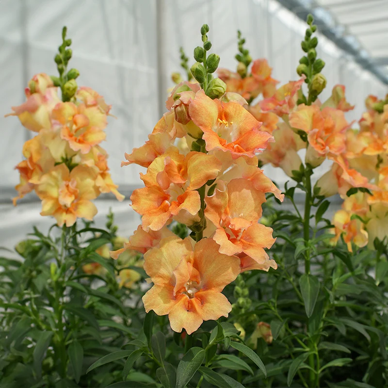 Löwenmäulchen - DoubleShot Peach F1