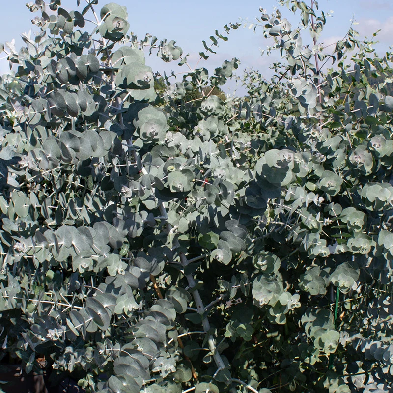 Eukalyptus - Silver Dollar