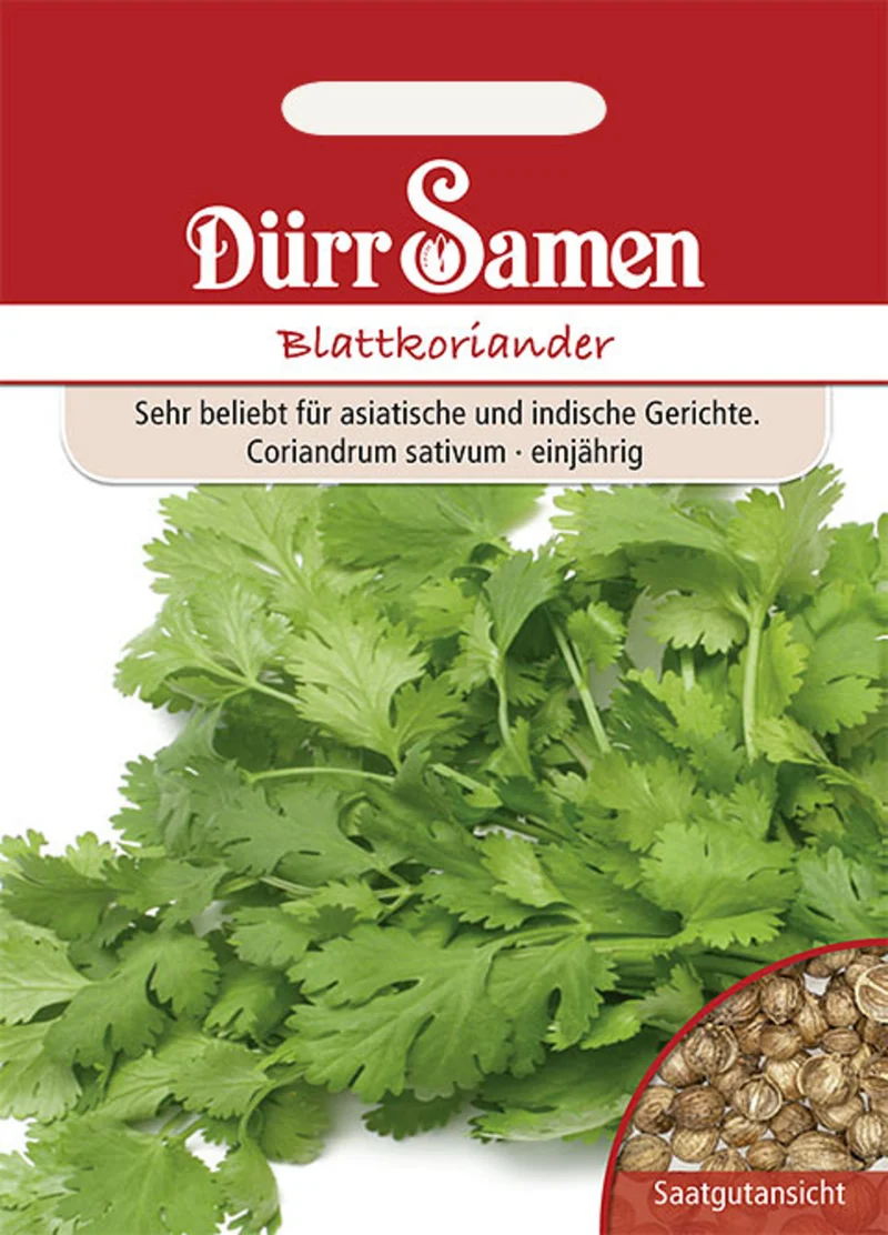 Blattkoriander Saatgut