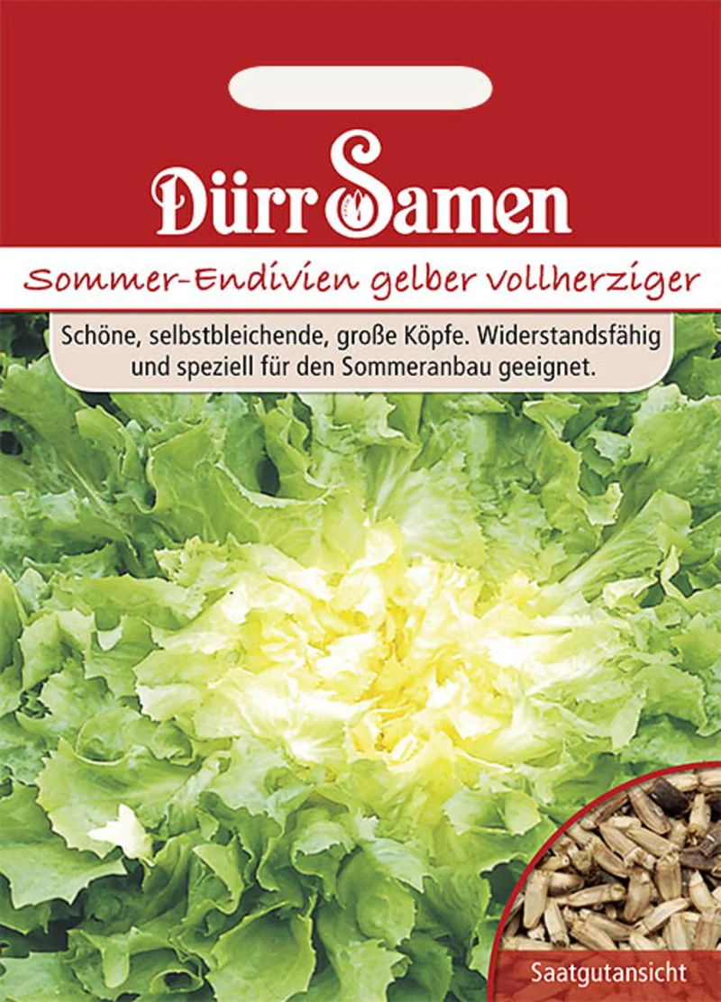 Sommer Endivien gelber vollherziger Saatgut