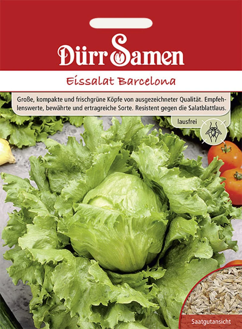 Eissalat Barcelona lausfrei Saatgut