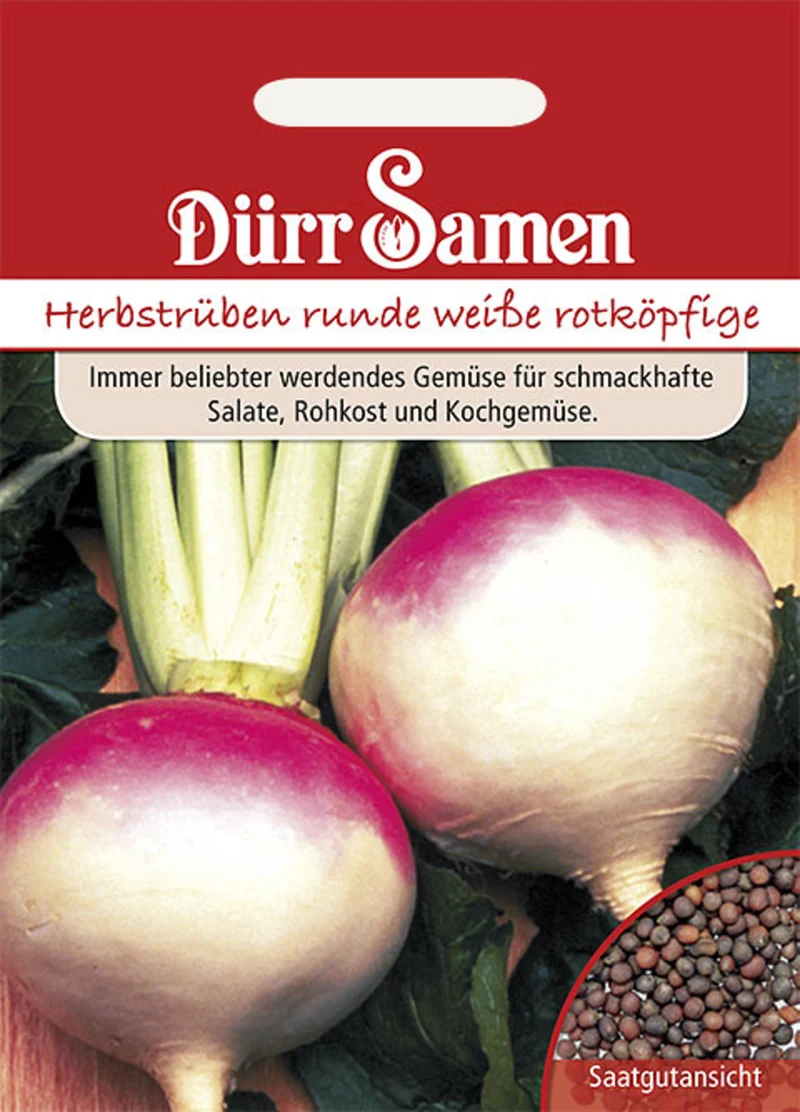 Herbstrüben runde weiße rotköpfige Saatgut