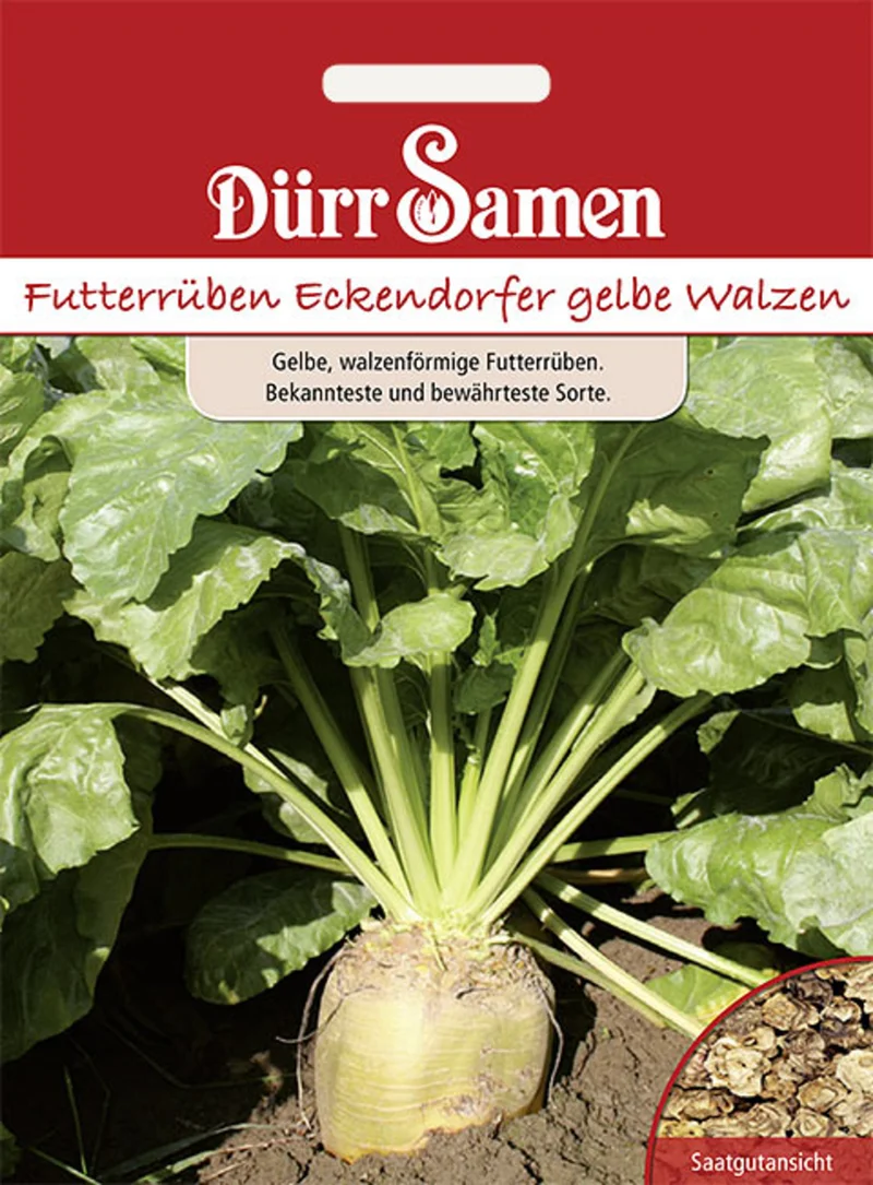 Futterrüben Eckendorfer gelbe Walzen Saatgut