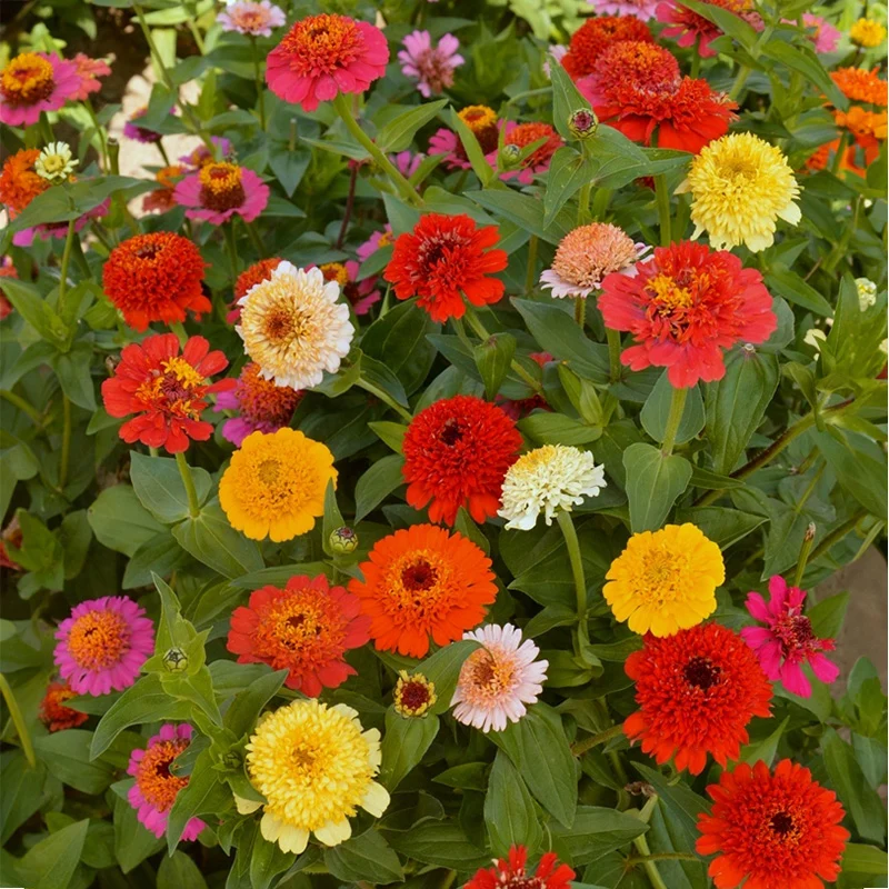 Zinnie - Scabiosa