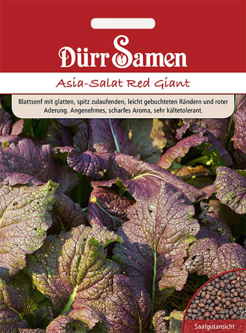 Asia Salat Red Giant Saatgut