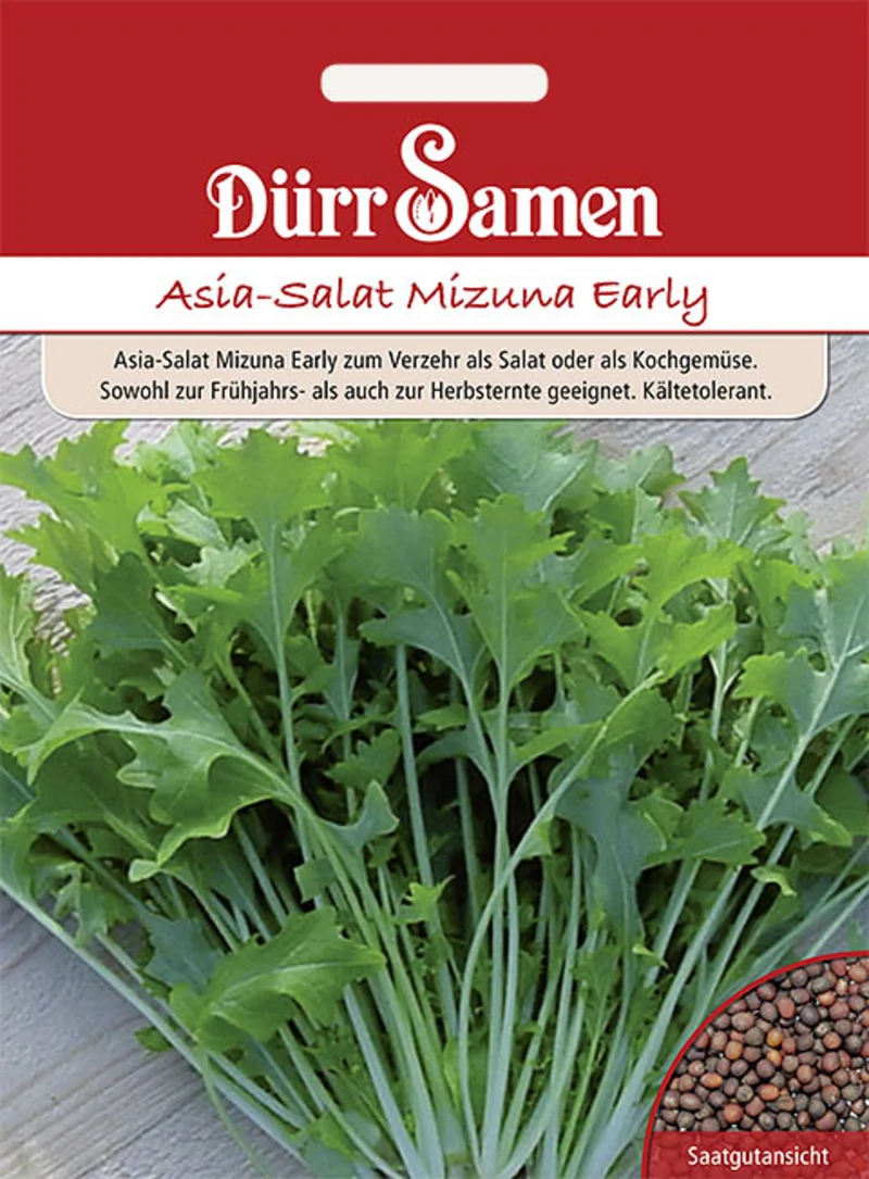 Asia Salat Mizuna Early Saatgut