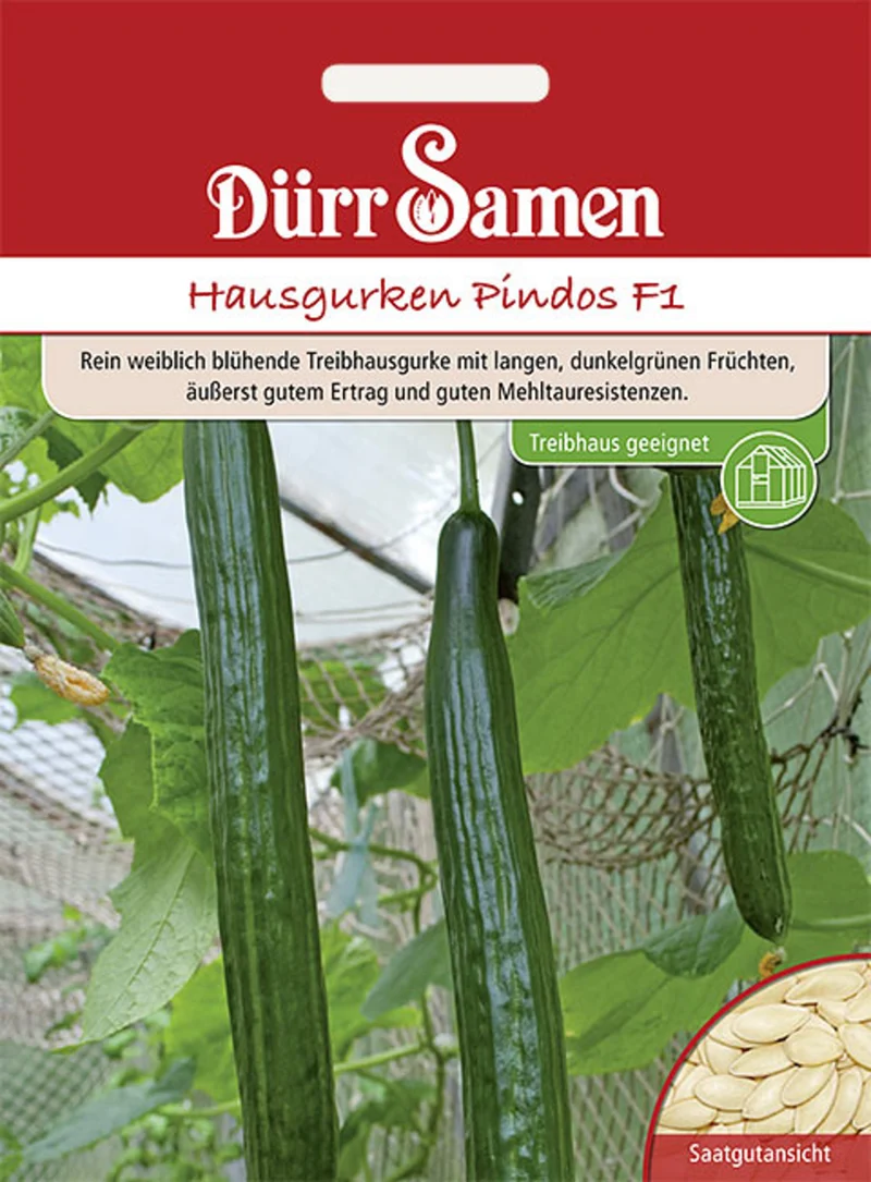 Hausgurke Pindos F1 Saatgut