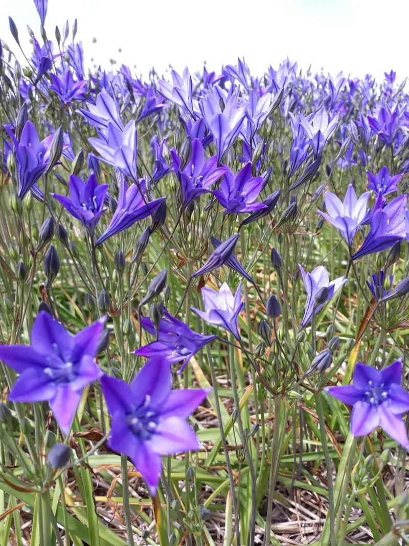 BIO Blumenzwiebeln Blaue Triteleie Corrina 10 Stück
