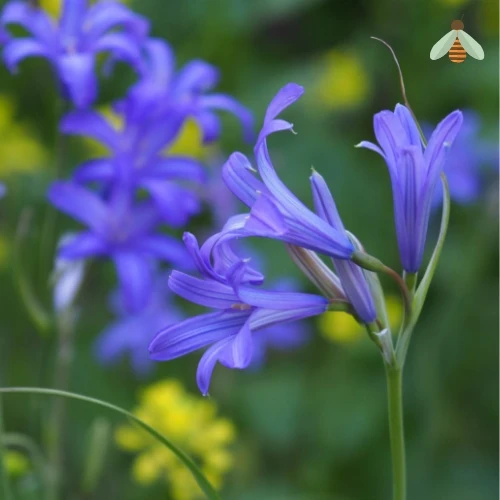 BIO Blumenzwiebeln Blaue Triteleie Corrina 10 Stück
