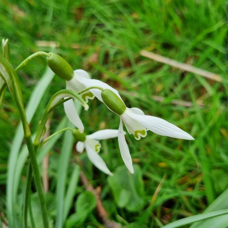 BIO Blumenzwiebeln Schneeglöckchen 10 Stück