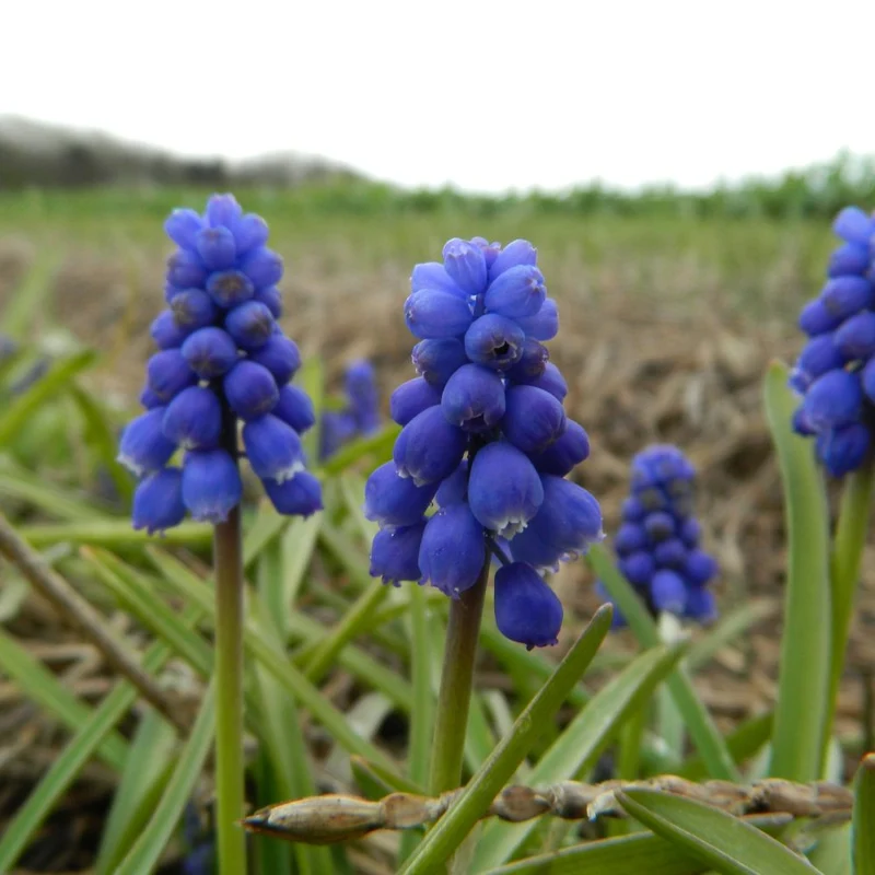 BIO Blumenzwiebeln Traubenhyazinthe 10 St.