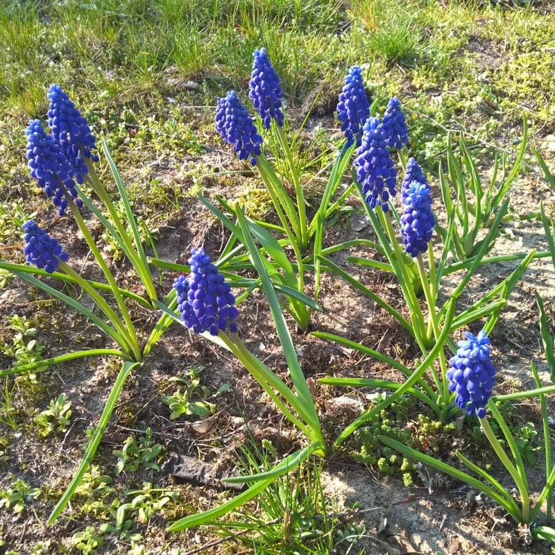 BIO Blumenzwiebeln Traubenhyazinthe 10 St.