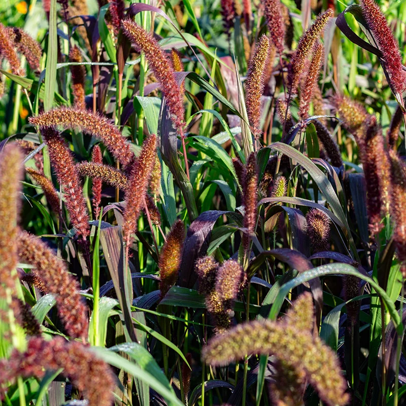 Vogelhirse - Red Jewel