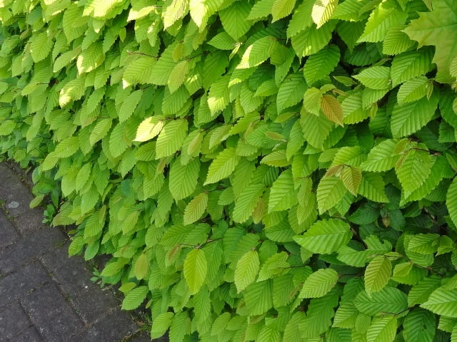 Hainbuche (Carpinus betulus)