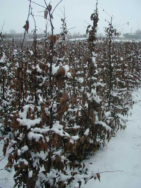 Hainbuche (Carpinus betulus)