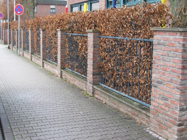 Hainbuche (Carpinus betulus)