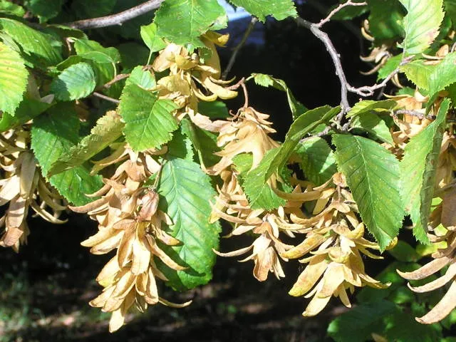 Hainbuche (Carpinus betulus)