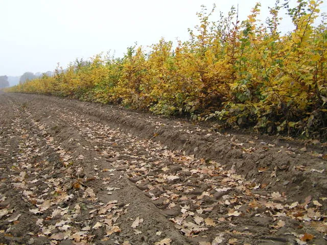 Hainbuche (Carpinus betulus)
